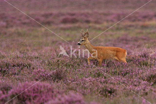 Roe Deer (Capreolus capreolus)