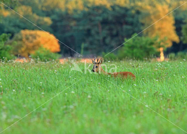 Ree (Capreolus capreolus)