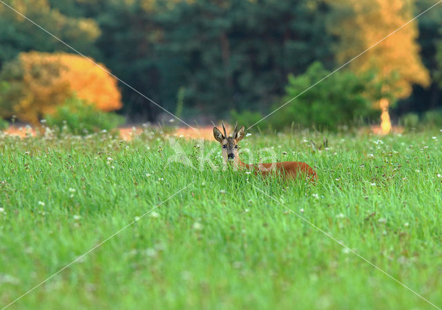 Roe Deer (Capreolus capreolus)