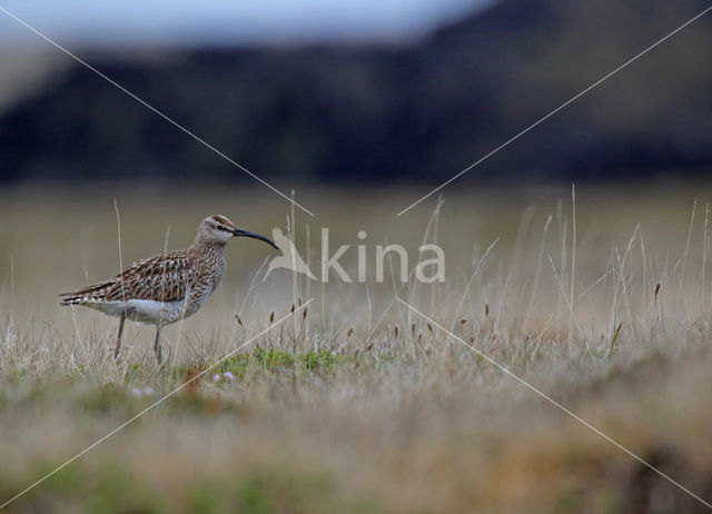 Regenwulp (Numenius phaeopus)