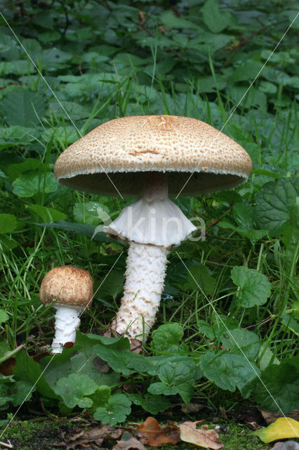 The Prince (Agaricus augustus)
