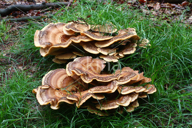 Giant Polypore (Meripilus giganteus)