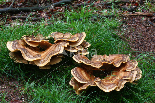 Giant Polypore (Meripilus giganteus)