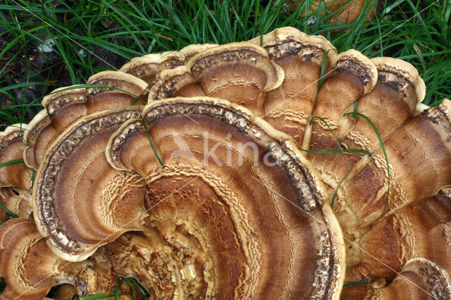 Giant Polypore (Meripilus giganteus)