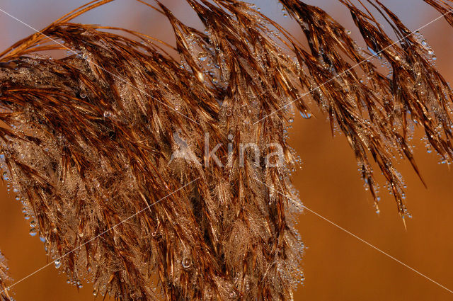 Common Reed (Phragmites australis)