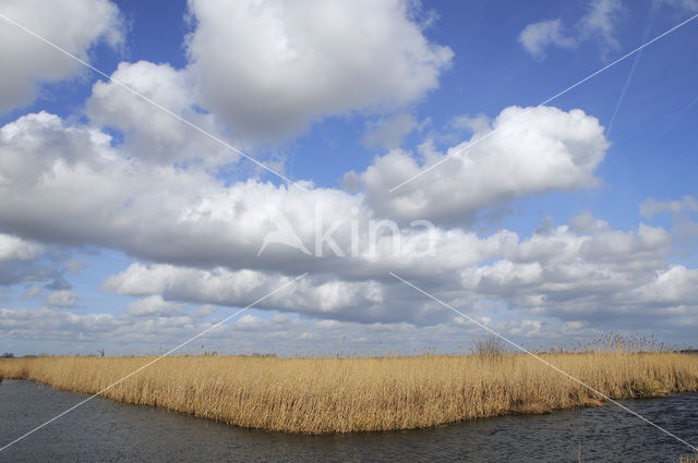 Common Reed (Phragmites australis)