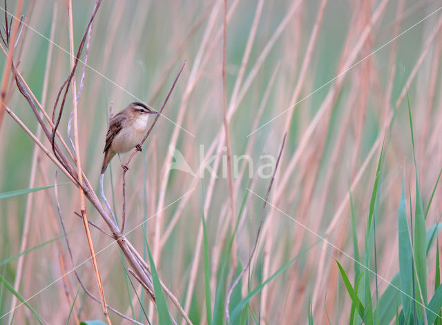Sedge Warbler (Acrocephalus schoenobaenus)