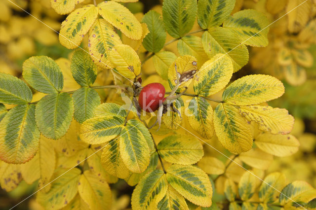 Rimpelroos (Rosa rugosa)