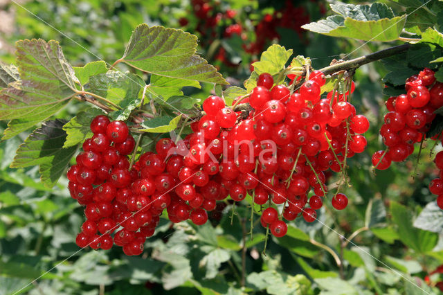 Rode bes (Ribes rubrum)