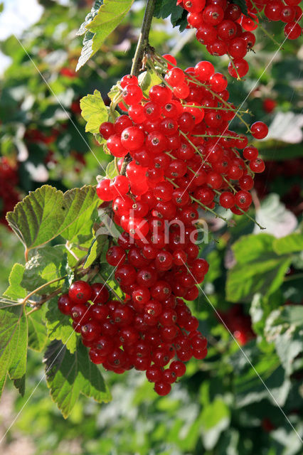 Red Currant (Ribes rubrum)