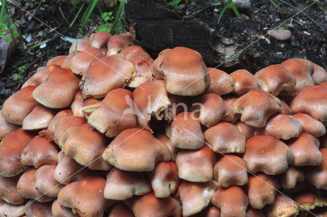 Cinnamon Cap (Psilocybe sublateritia)