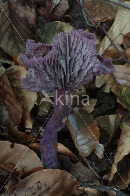 Amethyst Deceiver (Laccaria amethystina)