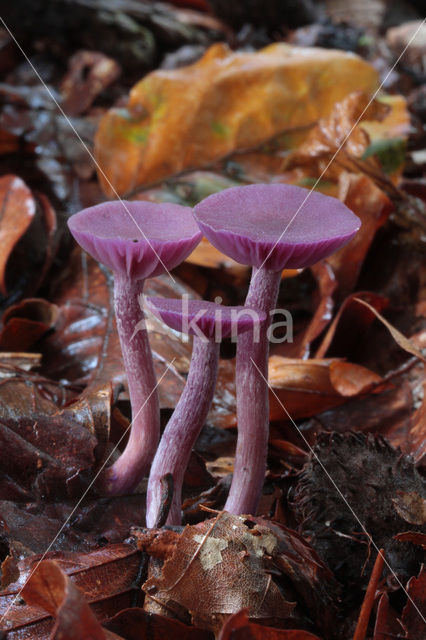Amethyst Deceiver (Laccaria amethystina)