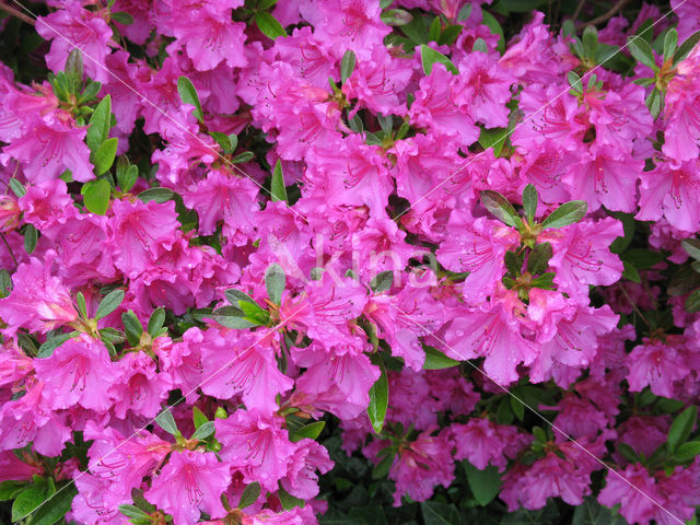 Rododendron (Rhododendron)