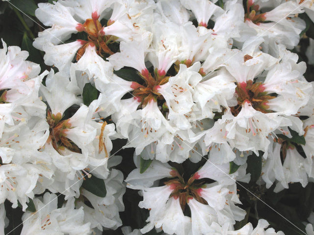 Rhododendron