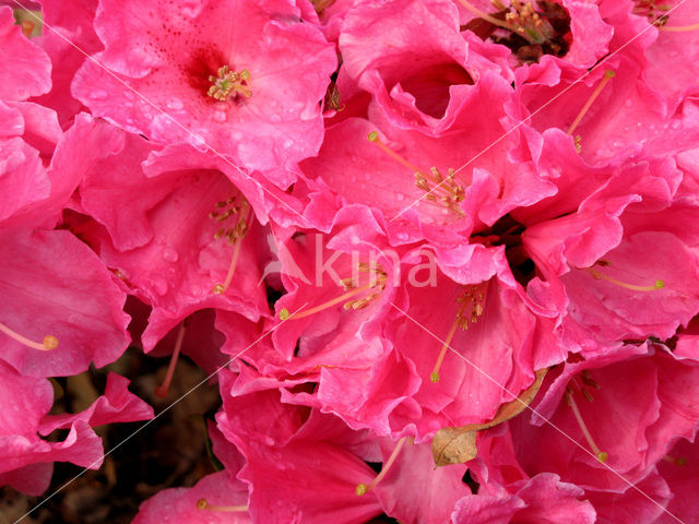 Rododendron (Rhododendron)