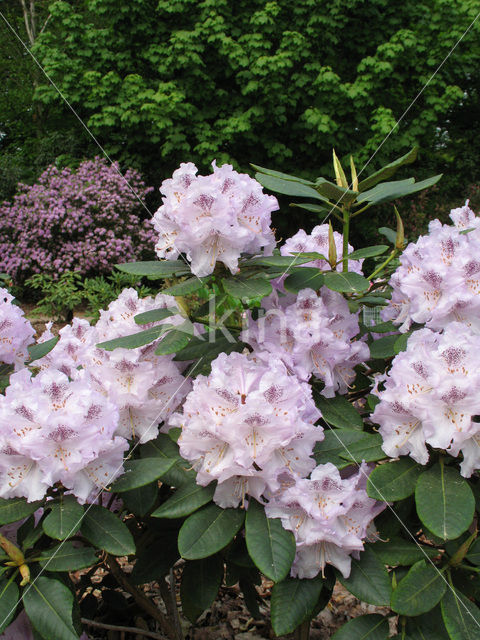 Rhododendron