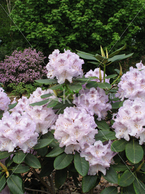 Rododendron (Rhododendron)