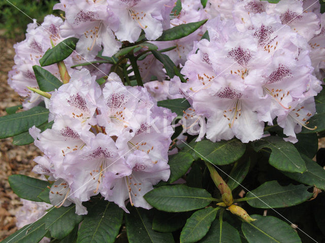 Rododendron (Rhododendron)