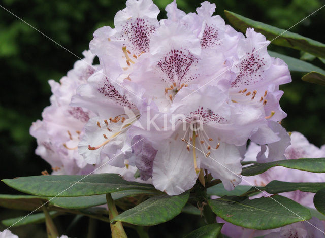 Rododendron (Rhododendron)