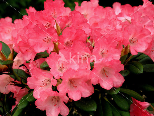 Rhododendron