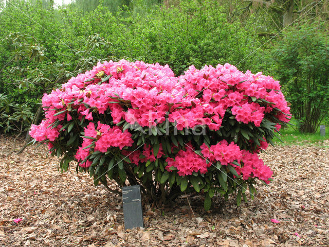 Rhododendron