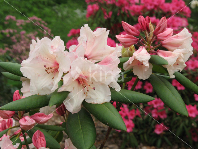 Rhododendron