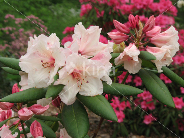 Rododendron (Rhododendron)