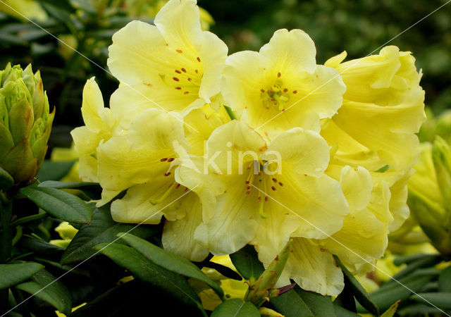 Rhododendron