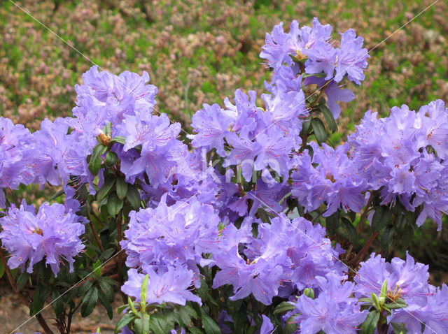 Rhododendron