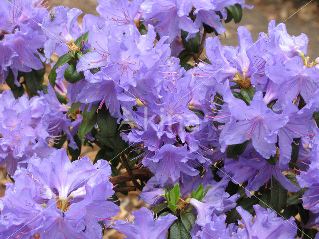 Rododendron (Rhododendron)