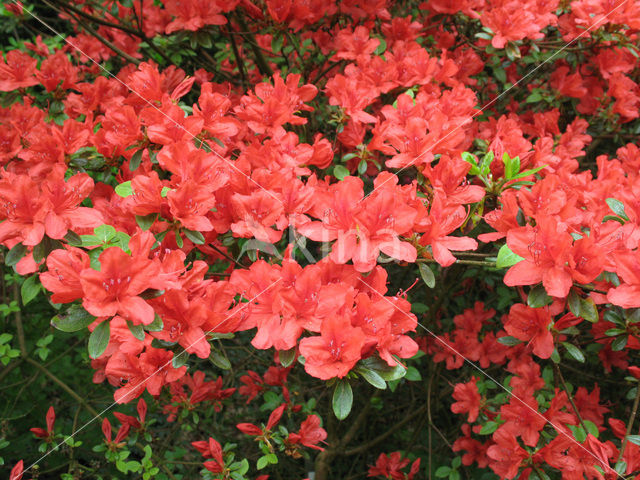 Rododendron (Rhododendron)