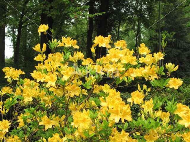 Rododendron (Rhododendron)