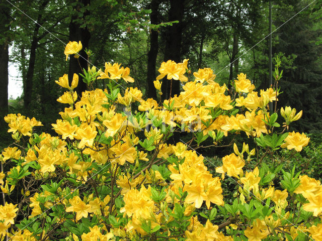 Rododendron (Rhododendron)