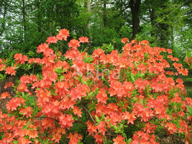 Rhododendron