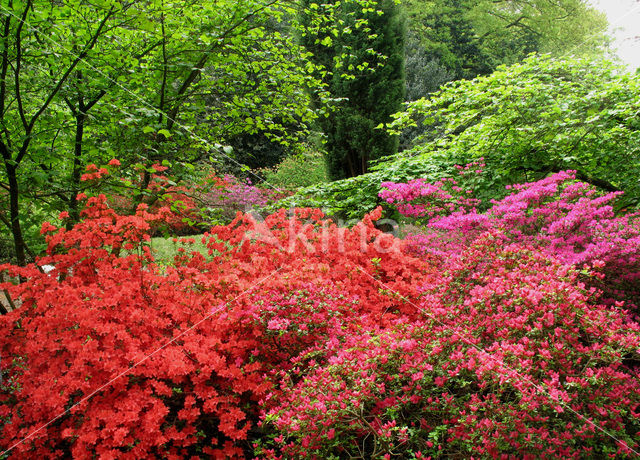 Rododendron (Rhododendron)