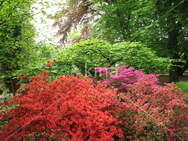 Rhododendron