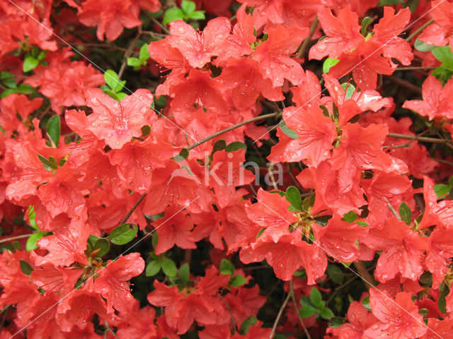 Rododendron (Rhododendron)