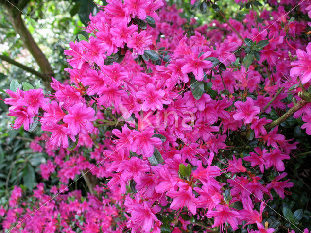 Rhododendron