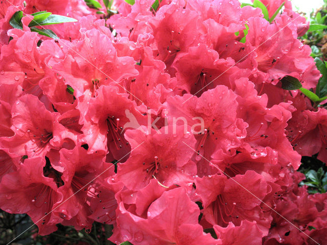 Rhododendron