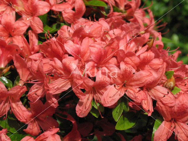 Rododendron (Rhododendron)