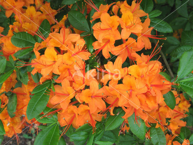 Rododendron (Rhododendron)