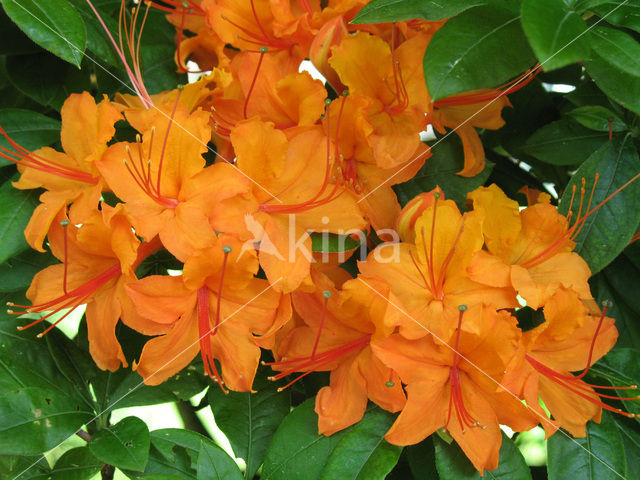 Rododendron (Rhododendron)