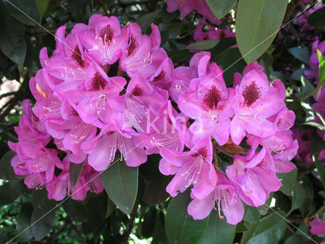 Rhododendron