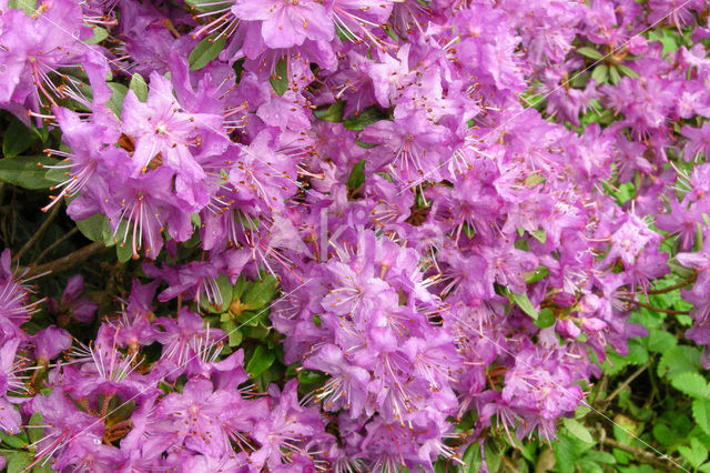 Rododendron (Rhododendron)