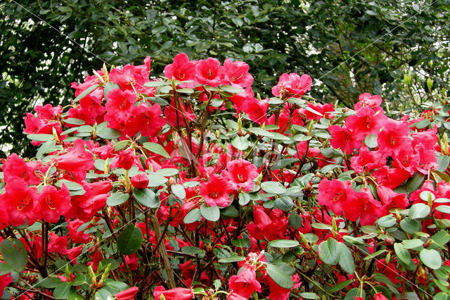 Rododendron (Rhododendron)