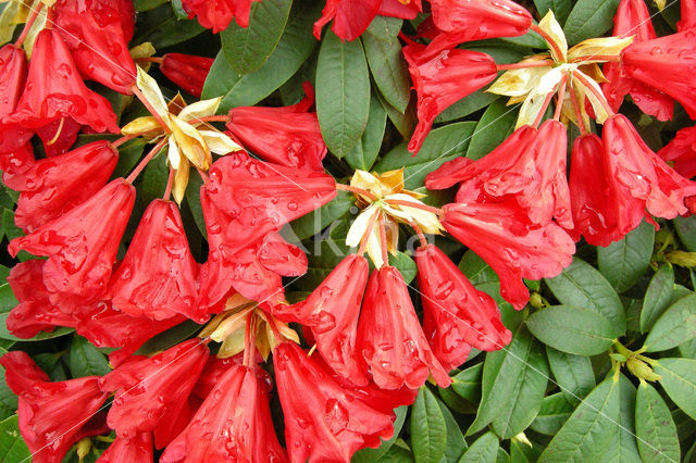 Rhododendron