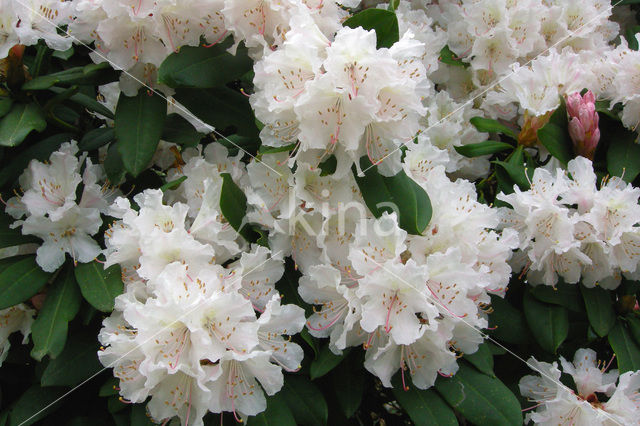 Rhododendron