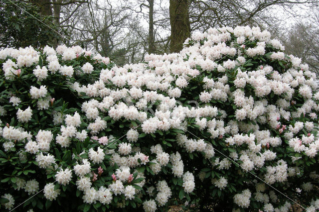 Rododendron (Rhododendron)