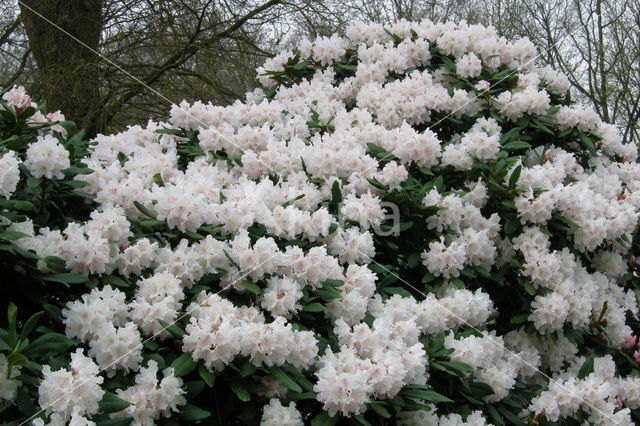 Rododendron (Rhododendron)